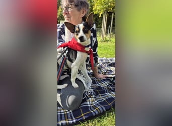 Ratón-  in Deutschland !