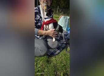 Ratón-  in Deutschland !