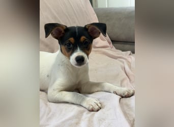 Kleine Zaubermaus mit großen Träumen sucht ihr Für-immer-Zuhause!