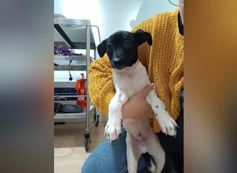 Teddy-Kleine Pfoten auf der Suche nach großem Glück