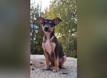 Jonte  - kleiner Herzensjunge auf dem Weg ins große Glück