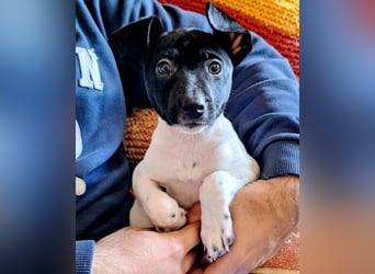 Teddy-Kleine Pfoten auf der Suche nach großem Glück