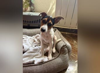 Mia - kleiner Wirbelwind sucht ihre Familie