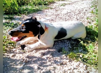 Casi - kleine dreifarbige Bodeguero-Mix-Hündin sucht ihr Für-immer-Zuhause