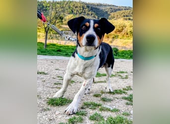 Pancho - dreifarbiger Sonnenschein sucht sein Glück