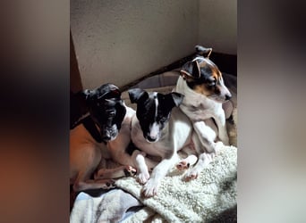 Teddy-Kleine Pfoten auf der Suche nach großem Glück