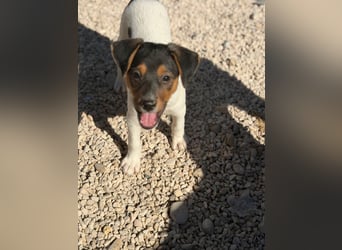 Romeo ,Kleiner Wirbelwind auf vier Pfoten sucht sein großes Glück
