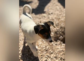 Kleine Zaubermaus mit großen Träumen sucht ihr Für-immer-Zuhause!