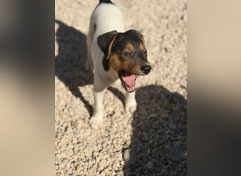 Romeo ,Kleiner Wirbelwind auf vier Pfoten sucht sein großes Glück