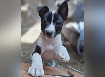 Luna - kleiner Sonnenschein auf vier Pfoten möchte die Welt entdecken