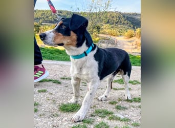 Pancho - dreifarbiger Sonnenschein sucht sein Glück