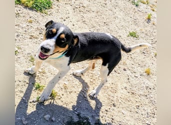 Pancho - dreifarbiger Sonnenschein sucht sein Glück