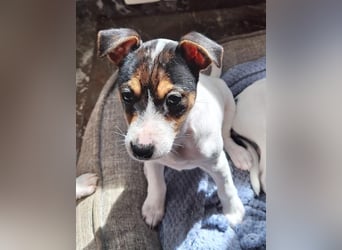 Mia - kleiner Wirbelwind sucht ihre Familie