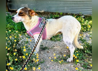 Guinda - zarte kleine Hundemama sucht ihr Zuhause