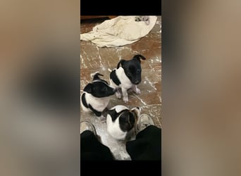 Mia - kleiner Wirbelwind sucht ihre Familie