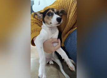 Mia - kleiner Wirbelwind sucht ihre Familie