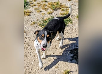 Pancho - dreifarbiger Sonnenschein sucht sein Glück