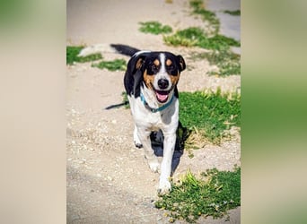 Pancho - dreifarbiger Sonnenschein sucht sein Glück