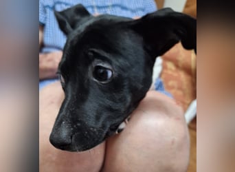 Teddy-Kleine Pfoten auf der Suche nach großem Glück