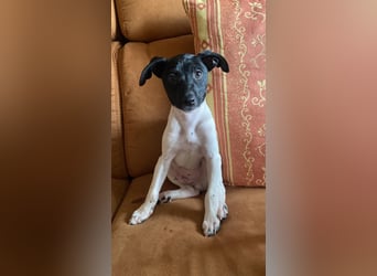 Teddy-Kleine Pfoten auf der Suche nach großem Glück