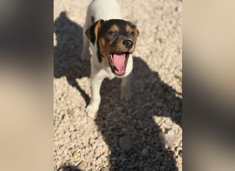 Romeo ,Kleiner Wirbelwind auf vier Pfoten sucht sein großes Glück