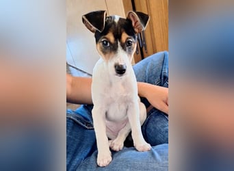 Mia - kleiner Wirbelwind sucht ihre Familie