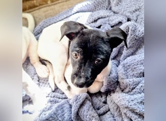 Teddy-Kleine Pfoten auf der Suche nach großem Glück