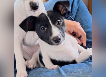 Luna - kleiner Sonnenschein auf vier Pfoten möchte die Welt entdecken