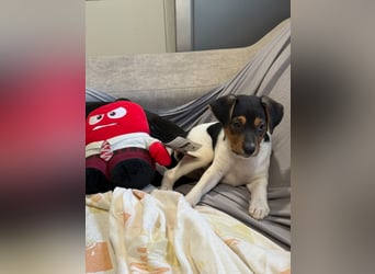 Romeo ,Kleiner Wirbelwind auf vier Pfoten sucht sein großes Glück