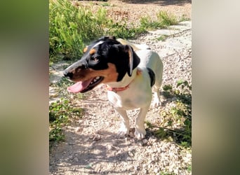 Casi - kleine dreifarbige Bodeguero-Mix-Hündin sucht ihr Für-immer-Zuhause