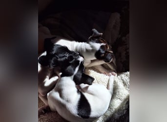 Mia - kleiner Wirbelwind sucht ihre Familie