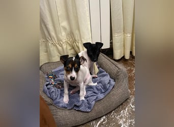Teddy-Kleine Pfoten auf der Suche nach großem Glück