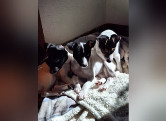 Mia - kleiner Wirbelwind sucht ihre Familie