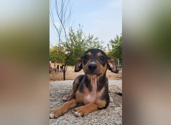 Jonte  - kleiner Herzensjunge auf dem Weg ins große Glück