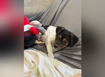 Romeo ,Kleiner Wirbelwind auf vier Pfoten sucht sein großes Glück