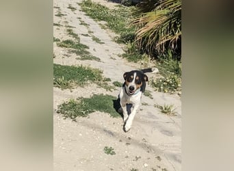 Pancho - dreifarbiger Sonnenschein sucht sein Glück
