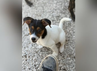 Kleine Zaubermaus mit großen Träumen sucht ihr Für-immer-Zuhause!