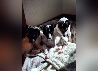 Mia - kleiner Wirbelwind sucht ihre Familie