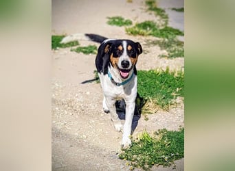 Pancho - dreifarbiger Sonnenschein sucht sein Glück