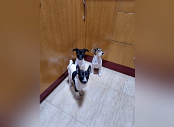 Teddy-Kleine Pfoten auf der Suche nach großem Glück
