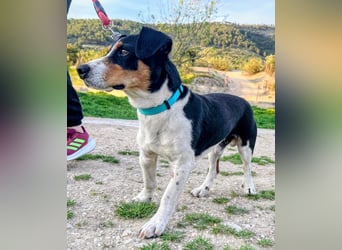Pancho - dreifarbiger Sonnenschein sucht sein Glück