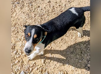 Pancho - dreifarbiger Sonnenschein sucht sein Glück