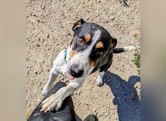 Pancho - dreifarbiger Sonnenschein sucht sein Glück