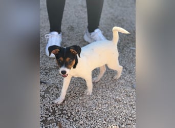 Kleine Zaubermaus mit großen Träumen sucht ihr Für-immer-Zuhause!