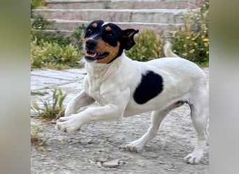 Casi - kleine dreifarbige Bodeguero-Mix-Hündin sucht ihr Für-immer-Zuhause