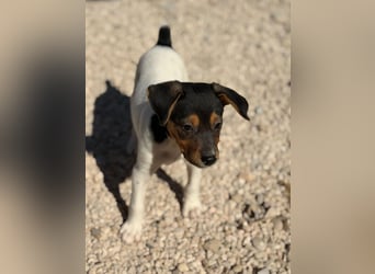 Romeo ,Kleiner Wirbelwind auf vier Pfoten sucht sein großes Glück