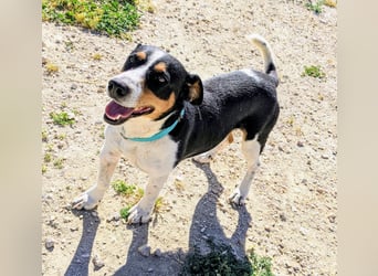 Pancho - dreifarbiger Sonnenschein sucht sein Glück