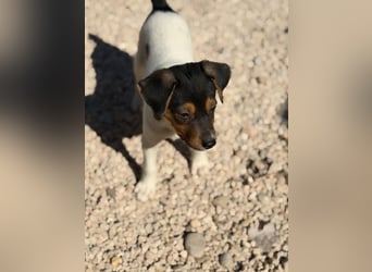 Romeo ,Kleiner Wirbelwind auf vier Pfoten sucht sein großes Glück