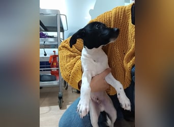 Teddy-Kleine Pfoten auf der Suche nach großem Glück