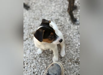 Kleine Zaubermaus mit großen Träumen sucht ihr Für-immer-Zuhause!